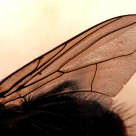 Housefly wing .
